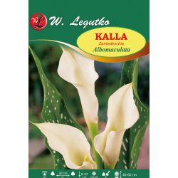 Kalla Albomaculata biała 1szt. - Cebule i Kłącza - W. Legutko