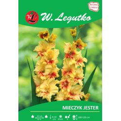 Mieczyk Jester żółto-czerwony 5szt. - Cebule i Kłącza - W. Legutko