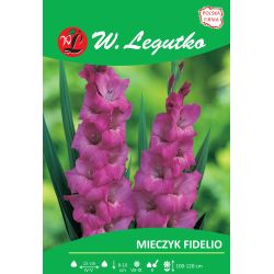 Mieczyk Fidelio różowo-fioletowy 5szt. - Cebule i Kłącza - W. Legutko