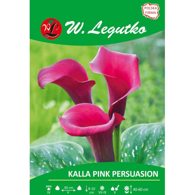 Kalla - Pink Persuasion - różowa - 1szt. - Cebule i Kłącza - W. Legutko