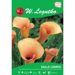 Kalla Cameo łososiowa 1szt. - Cebule i Kłącza - W. Legutko