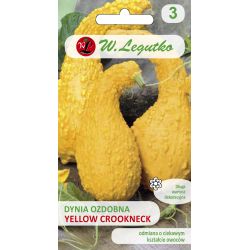 Dynia ozdobna Yellow Croockneck złotożółta 1g - Nasiona - W. Legutko