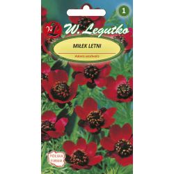 Miłek letni szkarłatny 1g - Nasiona - W. Legutko Miłek letni szkarłatny 1g - Nasiona - W. Legutko
