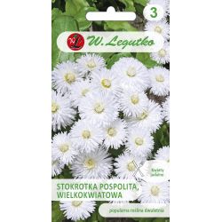 Stokrotka Ave wielkokw. białe 0.10g - Nasiona - W. Legutko