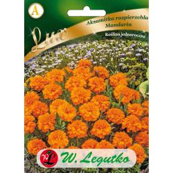 Aksamitka rozpierzchła Mandarin pomarańczowa 0.50g - Nasiona - W. Legutko Aksamitka rozpierzchła Mandarin pomarańczowa 0.50g - Nasiona - W. Legutko