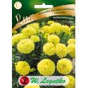 Aksamitka wzniesiona karłowa Calando Series żółta 0.40g - Nasiona - W. Legutko
