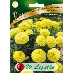 Aksamitka wzniesiona karłowa Calando Series żółta 0.40g - Nasiona - W. Legutko Aksamitka wzniesiona karłowa Calando Series żółta 0.40g - Nasiona - W. Legutko