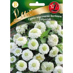 Cynia wytworna Liliputek biała 0.50g - Nasiona - W. Legutko Cynia wytworna Liliputek biała 0.50g - Nasiona - W. Legutko