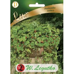 Poziomka Attila 0.10g - Nasiona - W. Legutko Poziomka Attila 0.10g - Nasiona - W. Legutko