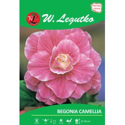 Begonia bulwiasta Camellia różowa 2szt. - Cebule i Kłącza - W. Legutko