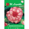 Begonia bulwiasta - Bouton de Rose - czerwono-biała - 1szt. - Cebule i Kłącza - W. Legutko
