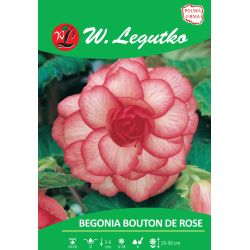 Begonia bulwiasta Bouton de Rose - czerwono-biała