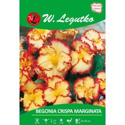 Begonia bulwiasta Crispa czerwono-żółta 2szt. - Cebule i Kłącza - W. Legutko Begonia bulwiasta Crispa czerwono-żółta 2szt. - Cebule i Kłącza - W. Legutko