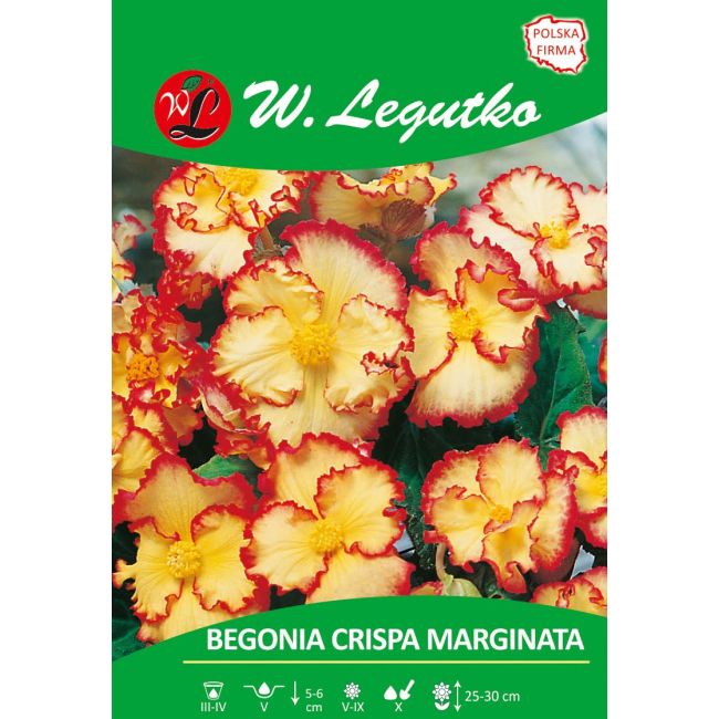 Begonia bulwiasta - Crispa Marginata - czerwono-żółta - 1szt. - Cebule i Kłącza - W. Legutko