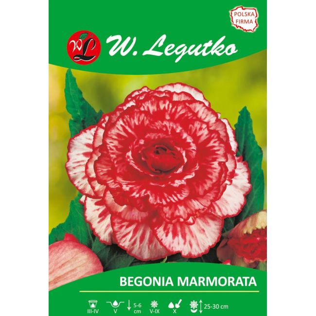 Begonia bulwiasta - Marmorata - czerwono-biała - 1szt. - Cebule i Kłącza - W. Legutko