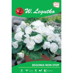 Begonia bulwiasta Non Stop - biała