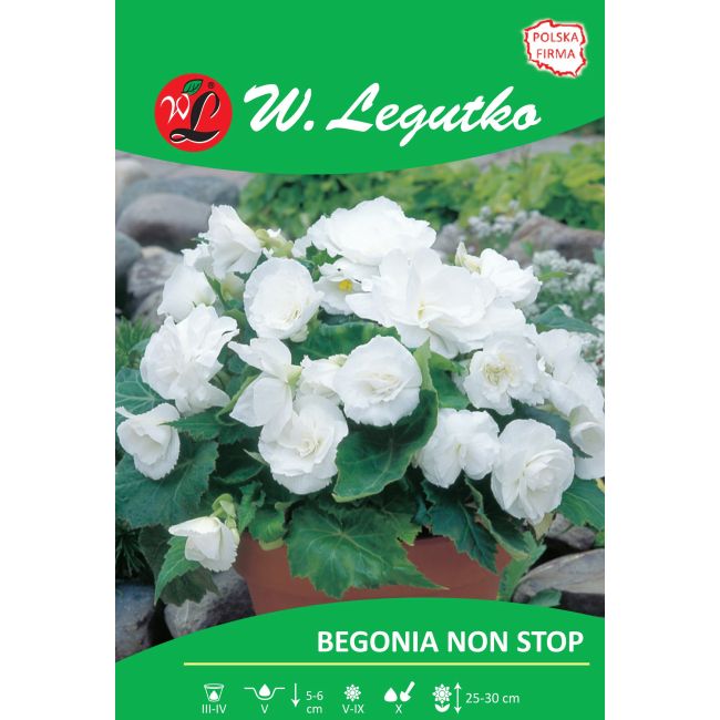 Begonia bulwiasta - Non Stop - biała - 1szt. - Cebule i Kłącza - W. Legutko