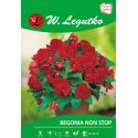 Begonia bulwiasta - Non Stop - czerwona - 1szt. - Cebule i Kłącza - W. Legutko