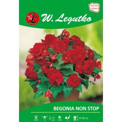 Begonia bulwiasta Non Stop - czerwona 