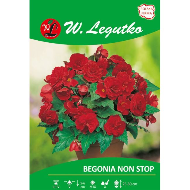 Begonia bulwiasta - Non Stop - czerwona - 1szt. - Cebule i Kłącza - W. Legutko