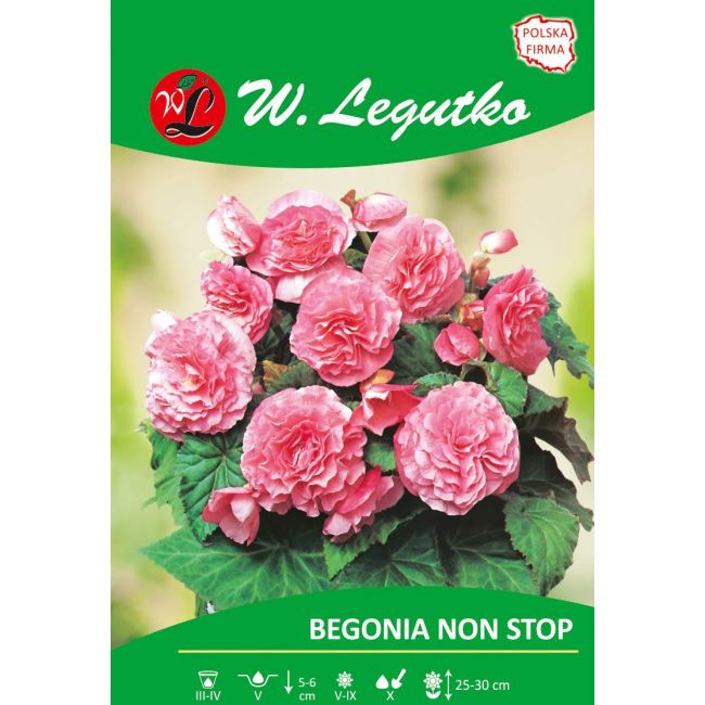 Begonia bulwiasta - Non Stop - różowa - 1szt. - Cebule i Kłącza - W. Legutko