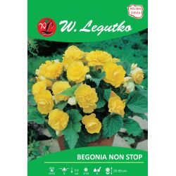 Begonia bulwiasta Non Stop żółta 2szt. - Cebule i Kłącza - W. Legutko