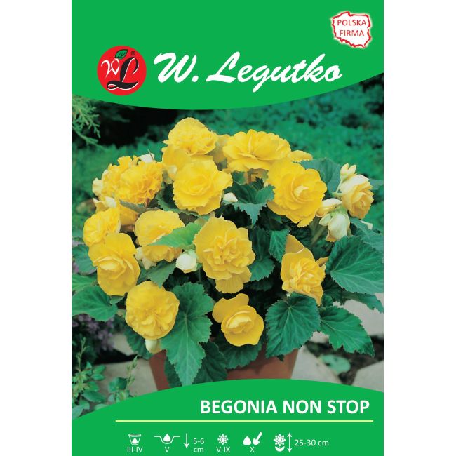 Begonia bulwiasta - Non Stop - żółta - 1szt. - Cebule i Kłącza - W. Legutko