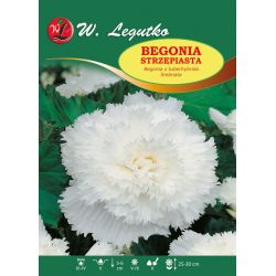 Begonia bylwiasta strzępiasta - biała