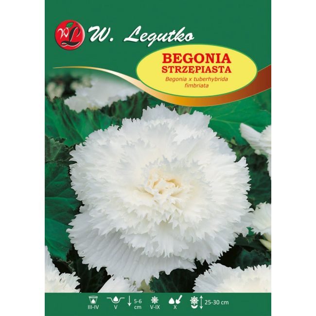 Begonia bulwiasta - strzępiasta - biała - 1szt. - Cebule i Kłącza - W. Legutko