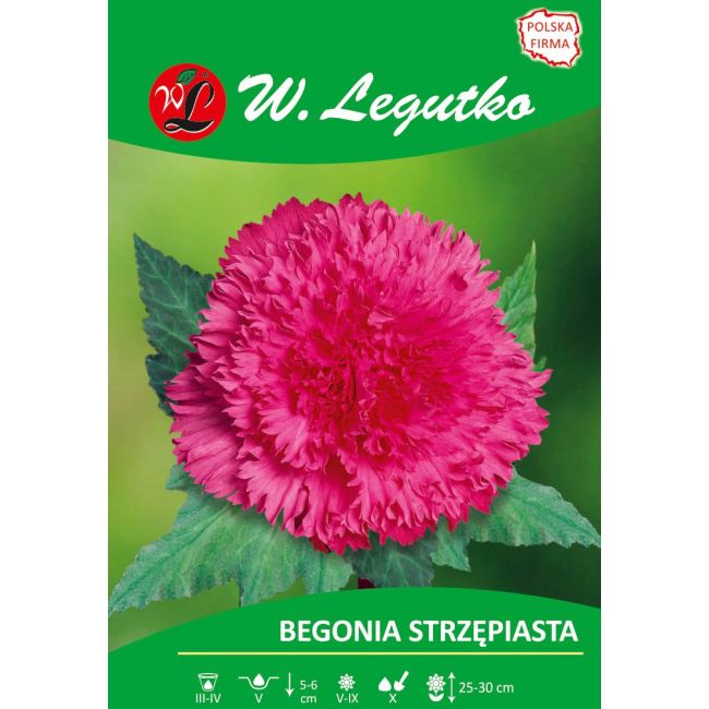 Begonia bulwiasta - strzępiasta - różowa - 1szt. - Cebule i Kłącza - W. Legutko