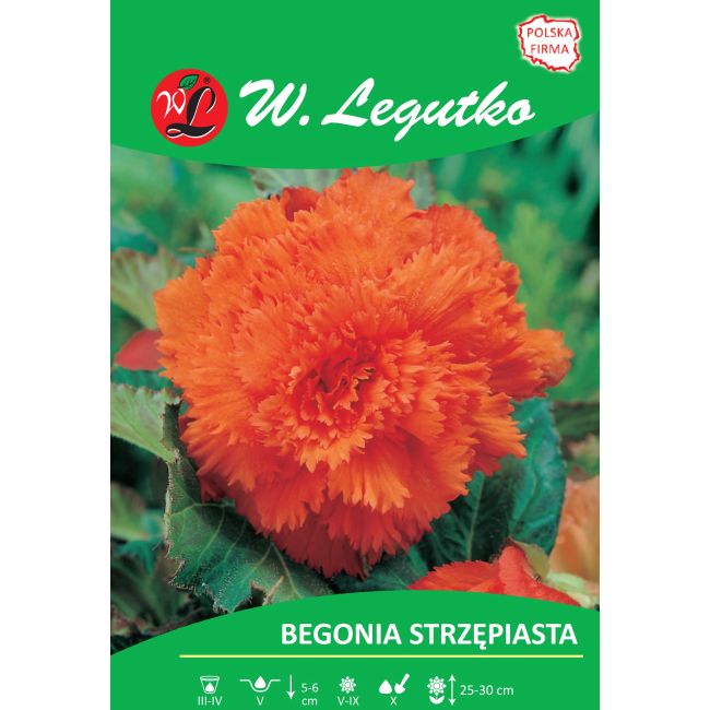 Begonia bulwiasta - strzępiasta - pomarańczowa - 1szt. - Cebule i Kłącza - W. Legutko