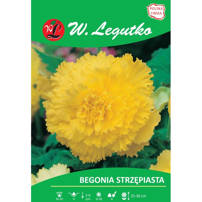 Begonia bulwiasta - strzępiasta - żółta - 1szt. - Cebule i Kłącza - W. Legutko