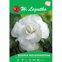 Begonia bulwiasta wielkokw. biała 2szt. - Cebule i Kłącza - W. Legutko