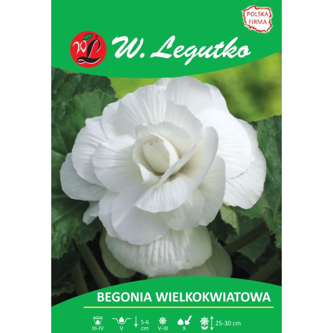 Begonia bulwiasta - wielkokwiatowa - biała - 1szt. - Cebule i Kłącza - W. Legutko