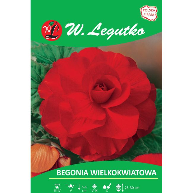 Begonia bulwiasta - wielkokwiatowa - czerwona - 1szt. - Cebule i Kłącza - W. Legutko
