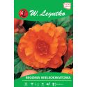 Begonia bulwiasta - wielkokwiatowa - pomarańczowa - 1szt. - Cebule i Kłącza - W. Legutko