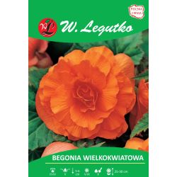 Begonia bulwiasta wielkokw. pomarańczowa 2szt. - Cebule i Kłącza - W. Legutko Begonia bulwiasta wielkokw. pomarańczowa 2szt. - Cebule i Kłącza - W. Legutko