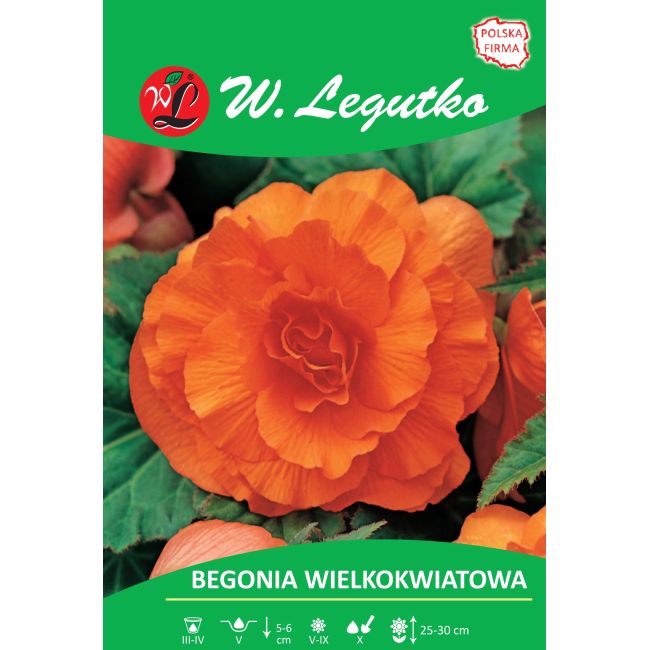 Begonia bulwiasta - wielkokwiatowa - pomarańczowa - 1szt. - Cebule i Kłącza - W. Legutko