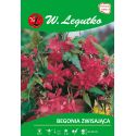 Begonia bulwiasta - zwisająca - różowa - 1szt. - Cebule i Kłącza - W. Legutko