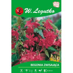 Begonia bulwiasta zwisająca różowa 2szt. - Cebule i Kłącza - W. Legutko