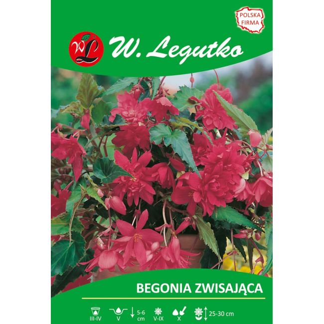 Begonia bulwiasta - zwisająca - różowa - 1szt. - Cebule i Kłącza - W. Legutko