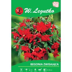 Begonia bulwiasta zwisająca czerwona 2szt. - Cebule i Kłącza - W. Legutko