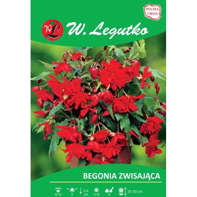 Begonia bulwiasta - zwisająca - czerwona - 1szt. - Cebule i Kłącza - W. Legutko