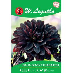 Dalia Czarny Charakter czarna 1szt. - Cebule i Kłącza - W. Legutko