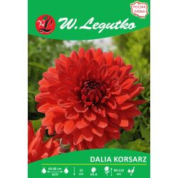 Dalia Korsarz czerwona 1szt. - Cebule i Kłącza - W. Legutko