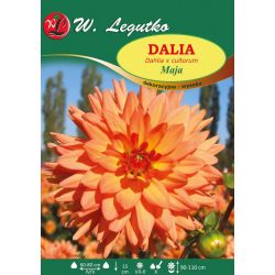 Dalia Maja miodowa 1szt. - Cebule i Kłącza - W. Legutko