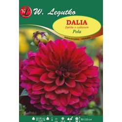 Dalia Pola wiśniowa 1szt. - Cebule i Kłącza - W. Legutko