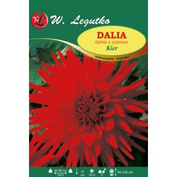 Dalia Kier czerwona 1szt. - Cebule i Kłącza - W. Legutko