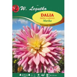 Dalia Marika różowa z kremowym śr. 1szt. - Cebule i Kłącza - W. Legutko