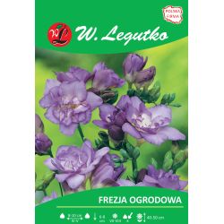 Frezja fioletowa 10szt. - Cebule i Kłącza - W. Legutko